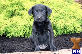 Labrador Retriever Puppies for Sale